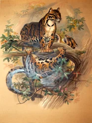 Nebelparder, 1861